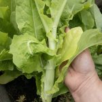 Eine Stange Spargelsalat.