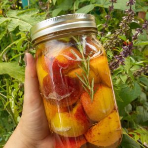 Pfirsich im Glas, eingemacht mit Rosmarin und Lavendelwein.