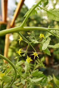 verklebte Tomatenblüten durch die Hitze
