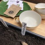 Aussaat Aubergine "Chinese Long".