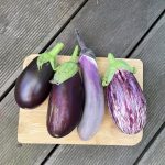 Auberginen Vielfalt Ernte
