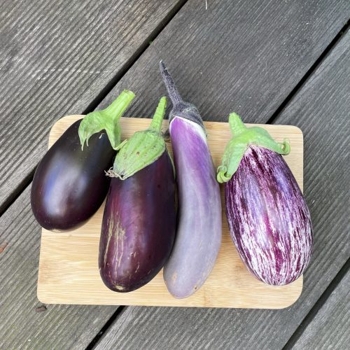 Auberginen Vielfalt Ernte