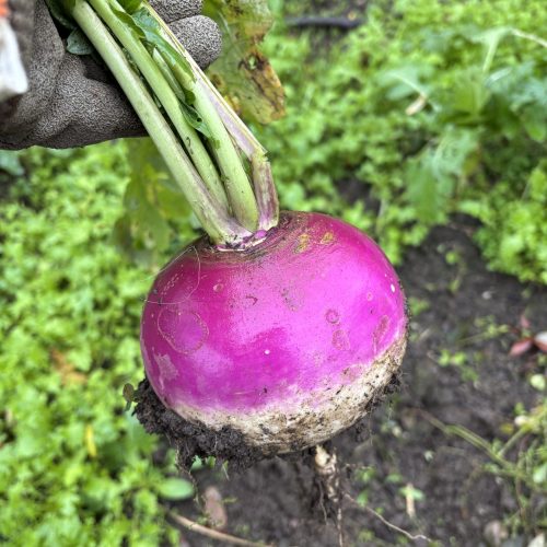 Herbstrüben Ernte im Gemüsebeet