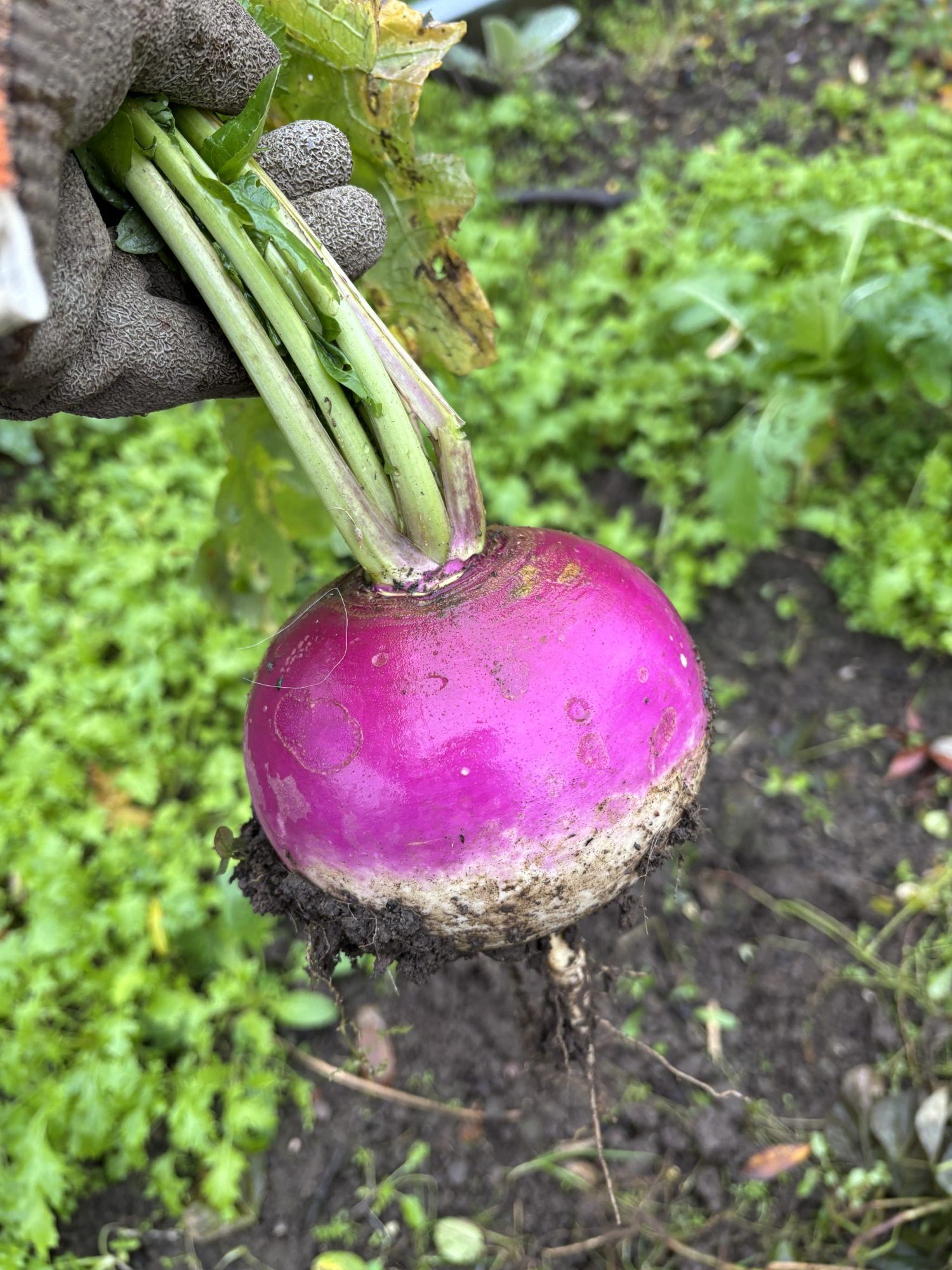 Herbstrüben Ernte im Gemüsebeet