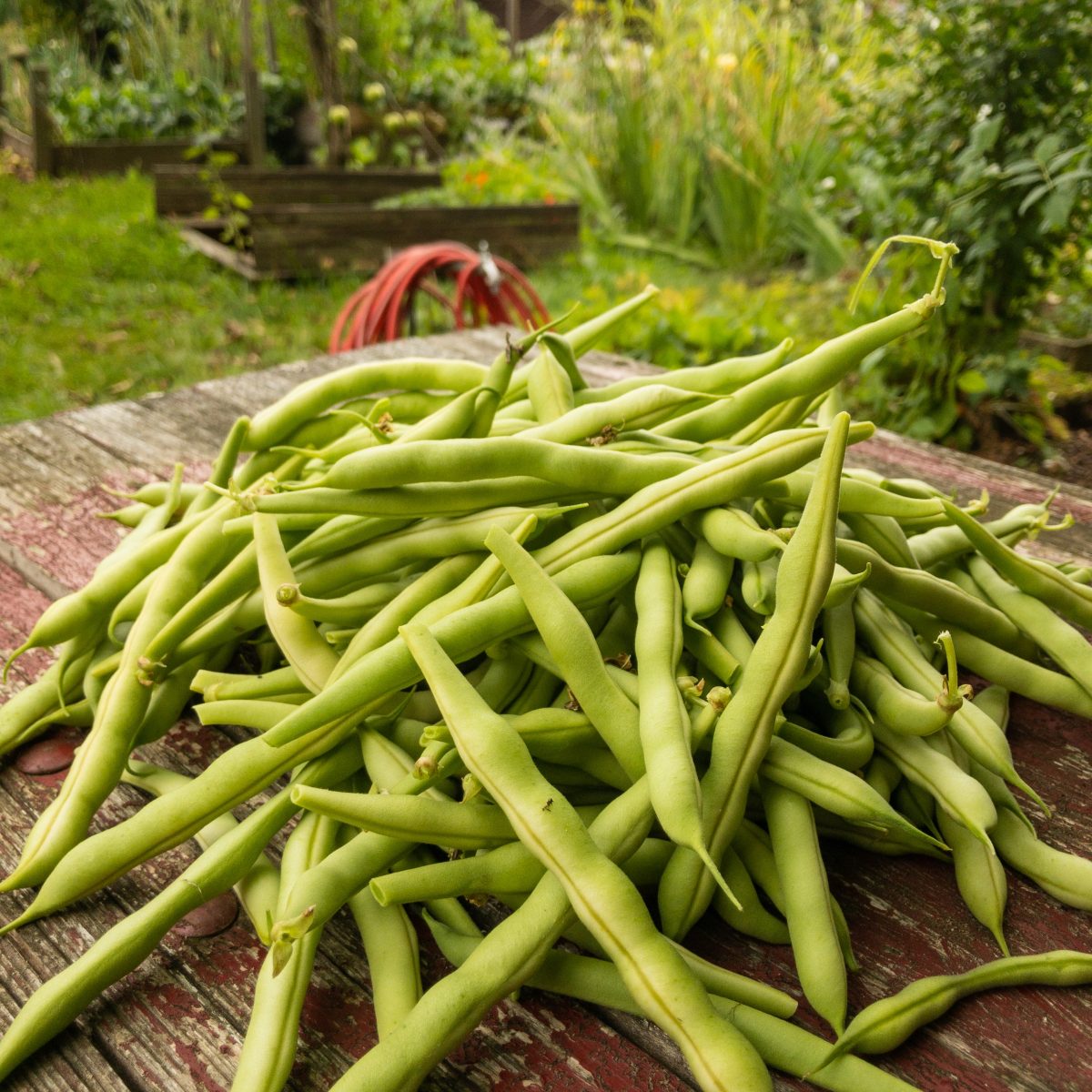 Buschbohnen Buschbohnen Fenchel | gartengarten | Urban Gardening und Balkon-Gemüse