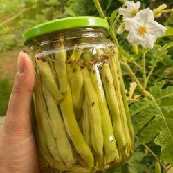 Eingelegte Buschbohnen mit Fenchelsamen.