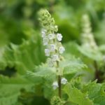 Im September zeigen sich die weißen Shiso Blütendolden.