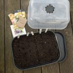 Ab Ende Januar ziehe ich die ersten Pflanzen vor.