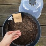 Shiso Direktsaat in Pflanzkübel im Januar