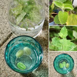 erfrischende Limonade mit Cucamelon mexikanische Minigurke