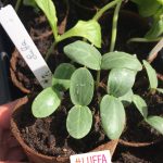 Nie mehr Luffa im Fasertopf.