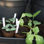 Luffa und Kürbis Setzlinge.