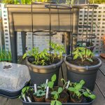 tomaten Balkongarten Pflanztopf