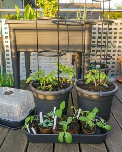 tomaten Balkongarten Pflanztopf