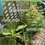 Beispiel für Permakultur in einem Pflanzkübel.