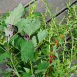 Baumspinat und Erdbeerspinat