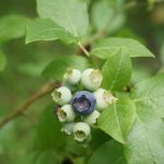 Heidelbeere am Stock werden reif.