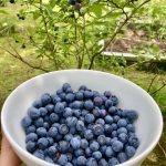 Die Menge Heidelbeeren für die Muffins