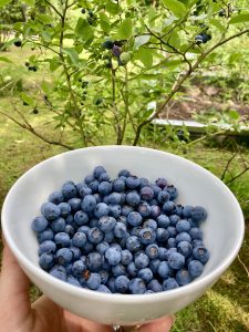 Die Menge Heidelbeeren für die Muffins