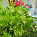 Shiso Perilla im Balkon Gemüse Garten