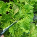 Shiso Blätter Ernte im Balkon Gemüse Garten