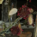 getrocknete Monarden Blüte.