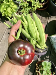 Blue Beauty Tomate mit Buschbohnen