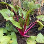 Mangold Bright Lights, hier in Pink.