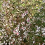 Aster Lady in Black Blüten