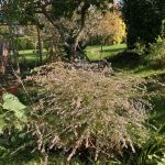 Die prachtvolle Aster 2021.