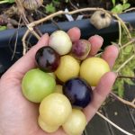 eine Hand voll Tomatillos