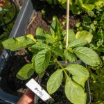 Pepino, fertig zum Einpflanzen.