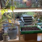 Pflanzen am Fenster unter Pflanzlicht.