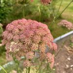 Eine rosa blühende Karottendolde