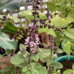 Thai Basilikum Biene