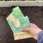 Dill wird in ein Hochbet ausgesät