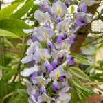 blühender Blauregen