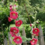 Stockrosen an der Schaukel.