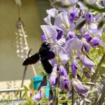 Holzbiene am Blauregen