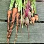 Eine Auswahl an Wurzelgemüse aus dem Balkongarten