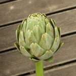 Artischocken Knospe