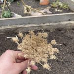 Jetzt werden die Karotten im Hochbeet ausgesät