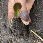 Bok Choy Setzling wird gepflanzt