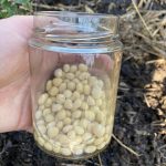 Süß Lupinen Samen werden ausgesät