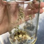 Gekeimte Karotten im Schraubglas