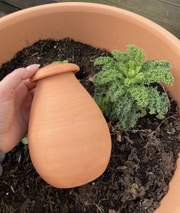 Nachhaltige Bewässerung mit einer Olla aus unglasiertem Ton.