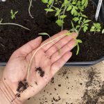 zu langer Tomatensetzling