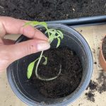 Tomaten Setzling kringeln