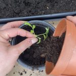 Bis zum "Kragen" den Becher befüllen