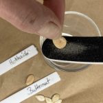 Damit sie besser keimen Kürbis Samen feilen.